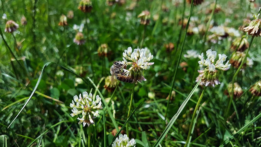 white clover, bee, trifolium repens, trefoil, honey bee, clover, three leaf clover, lucky clover, flower, insect