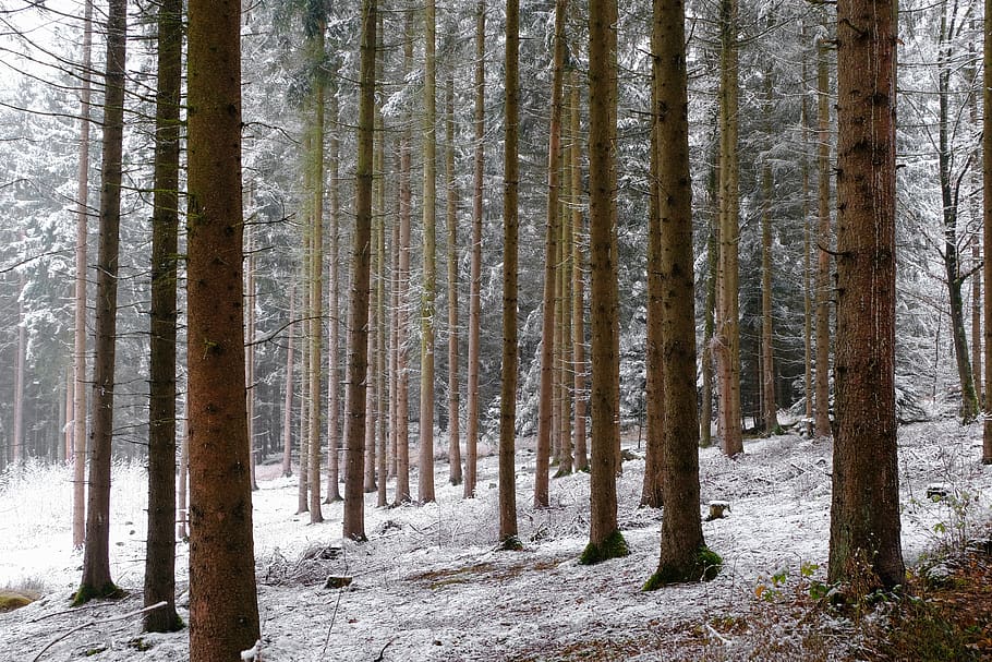 invierno, bosque, nieve, blanco, árboles, troncos de árboles, naturaleza, invernal, frío, nevado