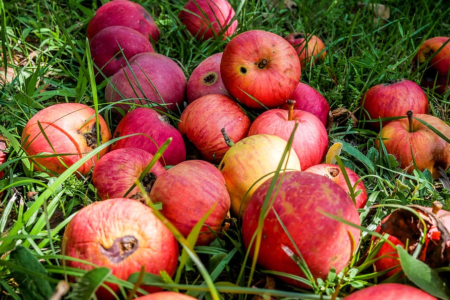 apple, apples, eating, fruit, stale, rotten, old, hole, grass, autumn