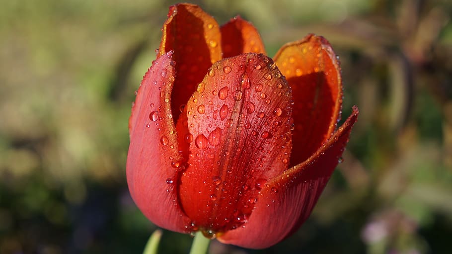 自然 植物 花 赤 咲くチューリップ 花びら 滴 水 ローザ 閉じる焦点 Pxfuel