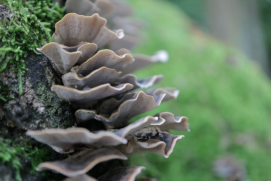 tree fungus, mushroom, nature, dewdrop, forest, plant, day, growth, close-up, selective focus