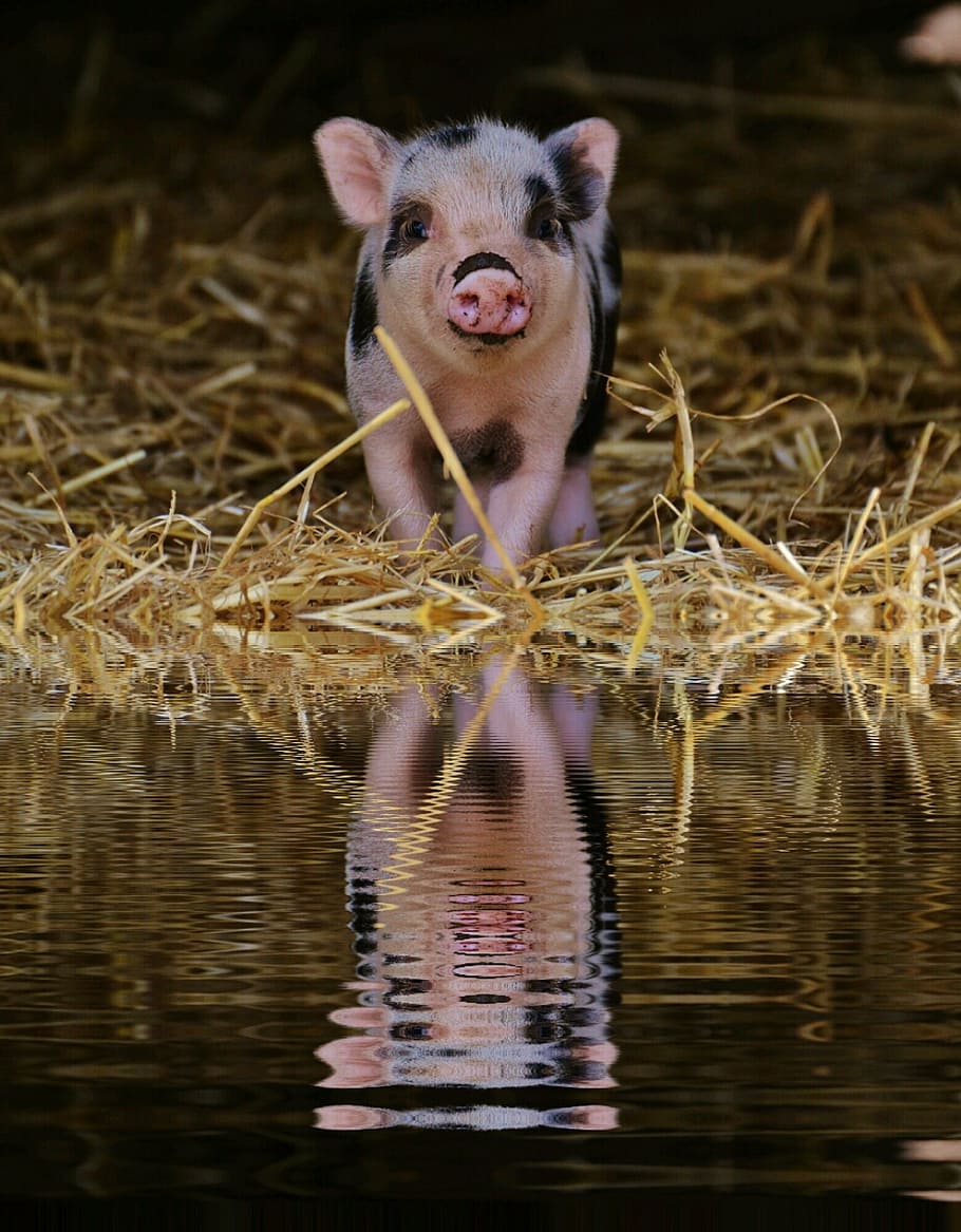 pink, black, piglet, grass, water, mirroring, bank, wildpark poing, baby, small pigs