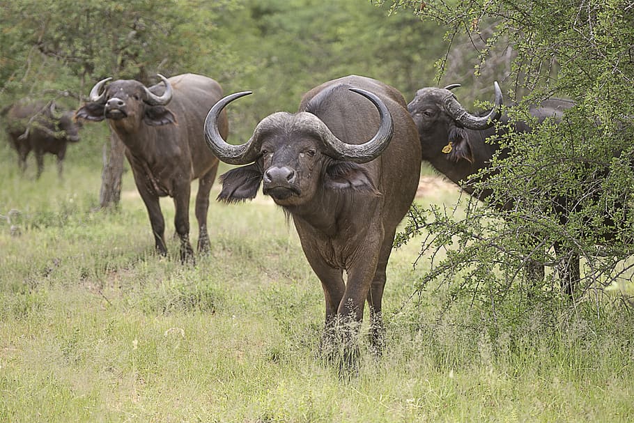 buffalo, africa, nature, animal, bovine, animal themes, mammal, animals in the wild, animal wildlife, group of animals