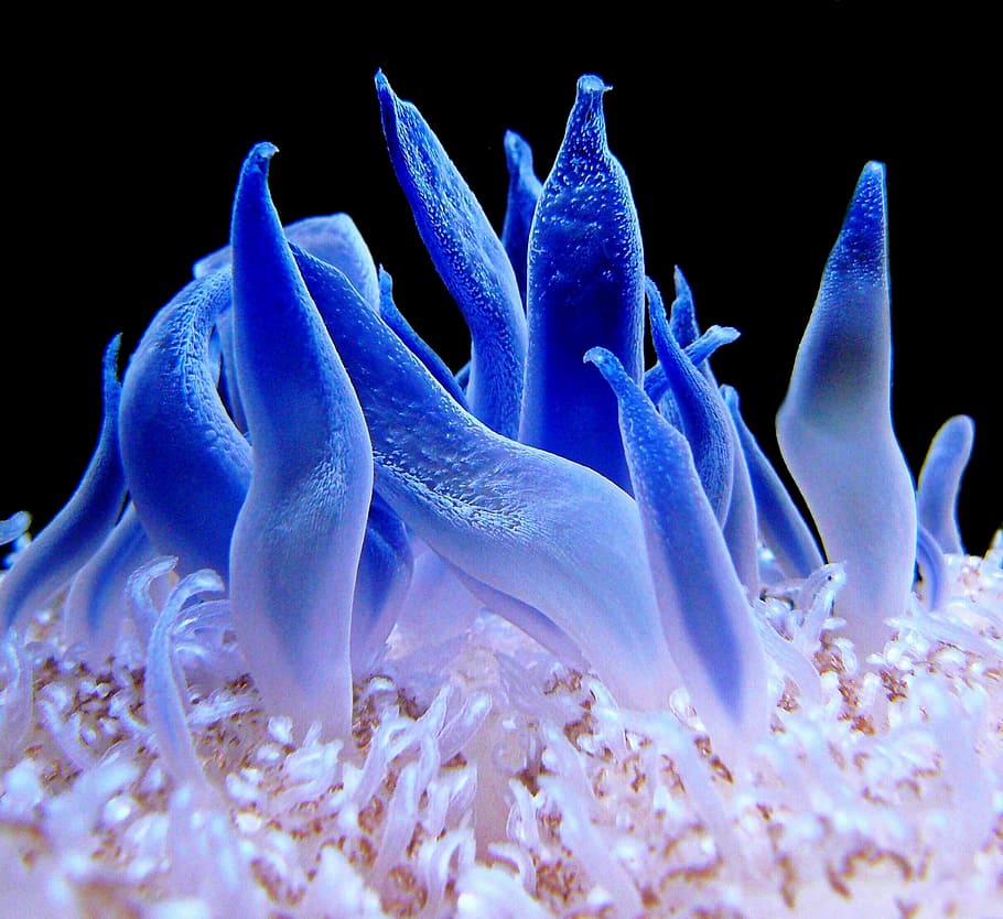 blue, white, sea anemone, anemone, coral reef, meeresbewohner, sea animal, mollusk, ocean, bright