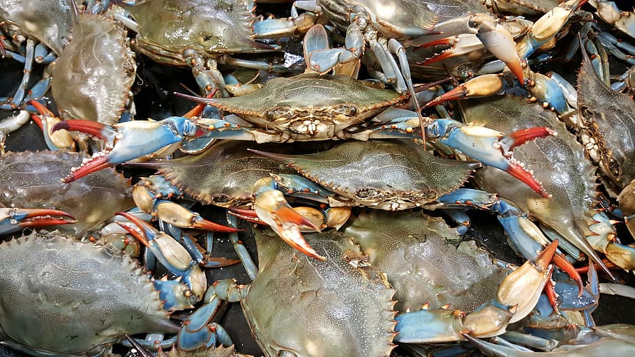 gray crab lot, crab, blue, live, shellfish, seafood, crustacean, ocean, shell, fish