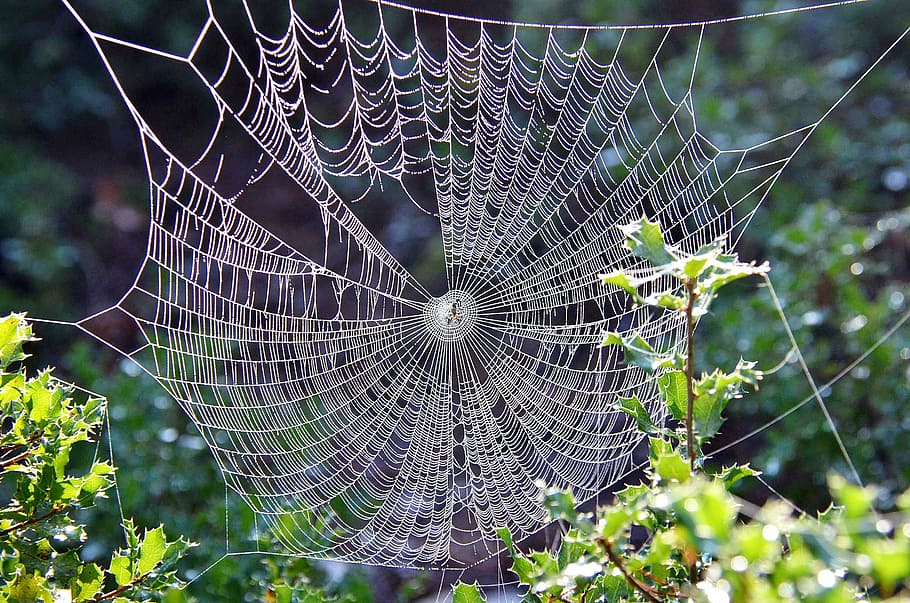 cobweb, leaf plant, nature, spider web, dew, fragility, focus on foreground, vulnerability, close-up, plant
