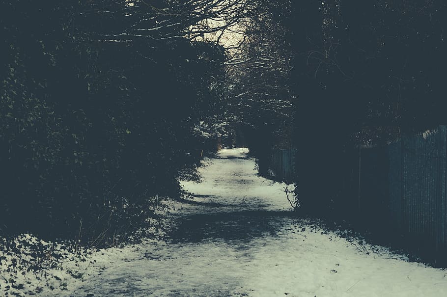 road, covered, snow, grayscale, photography, trees, path, sidewalk, winter, outdoors
