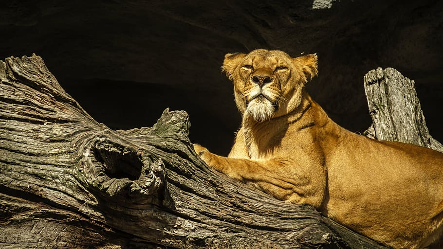 brown lioness, panthera leo, lion, lioness, female, zoo, hagenbeck, hamburg, cat, rest