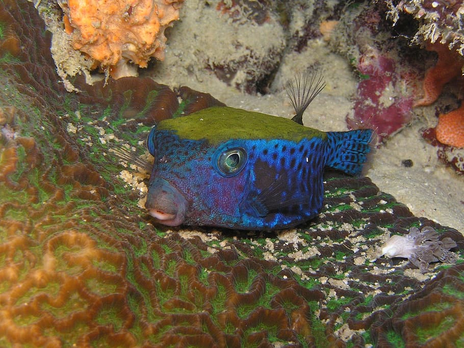 boxfish, diving, underwater, red sea, eritrea, fish, animal, animal themes, water, animals in the wild