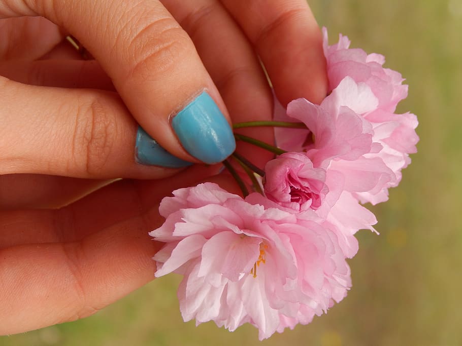 mano, uñas, flores, azul, rosa, mano humana, planta floreciendo, flor, color rosado, parte del cuerpo humano - Pxfuel