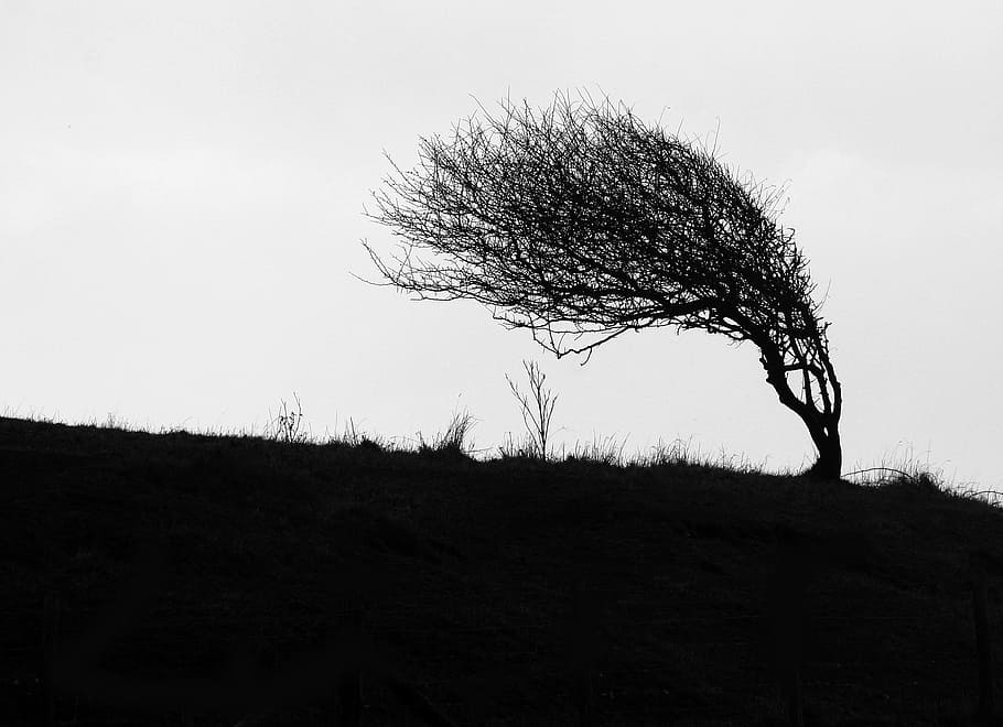 silhouette of tree, silhouette, tree, windswept, cliff top, coastal, landscape, bleak, wind, bending