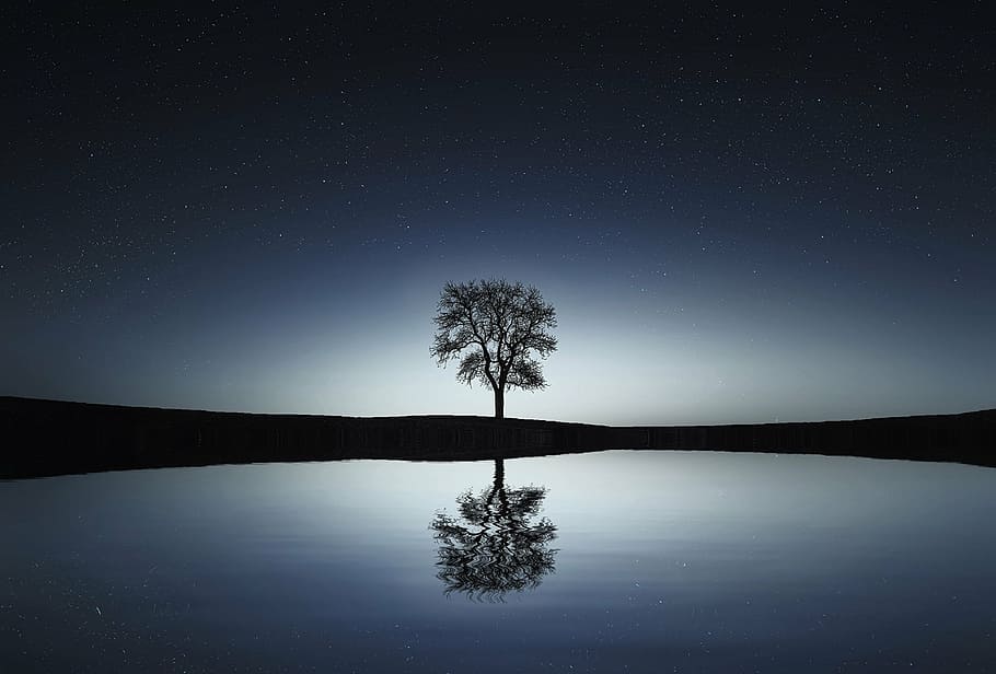 silhouette photo, tree, reflecting, body, water, amazing, beautiful, beauty, blue, breathtaking