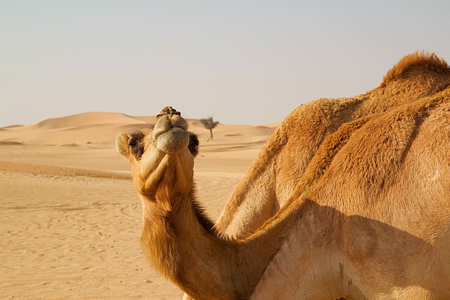 abu dhabi, emirat, gurun, arab, orient, uae, pasir, bukit pasir, pantai, gundukan pasir
