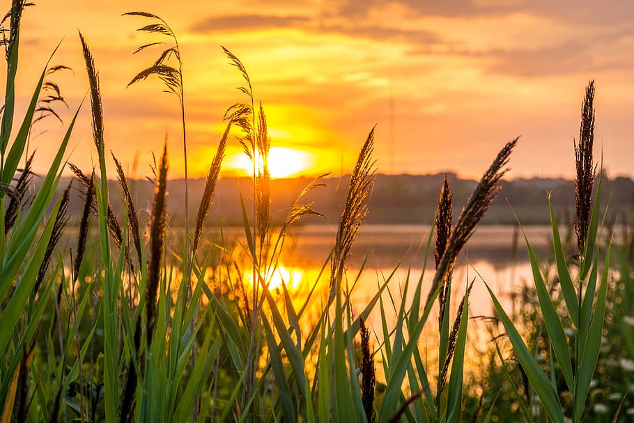 grass, lake, sunset, sunrise, hope, morning, nature, meditation, summer, harmony