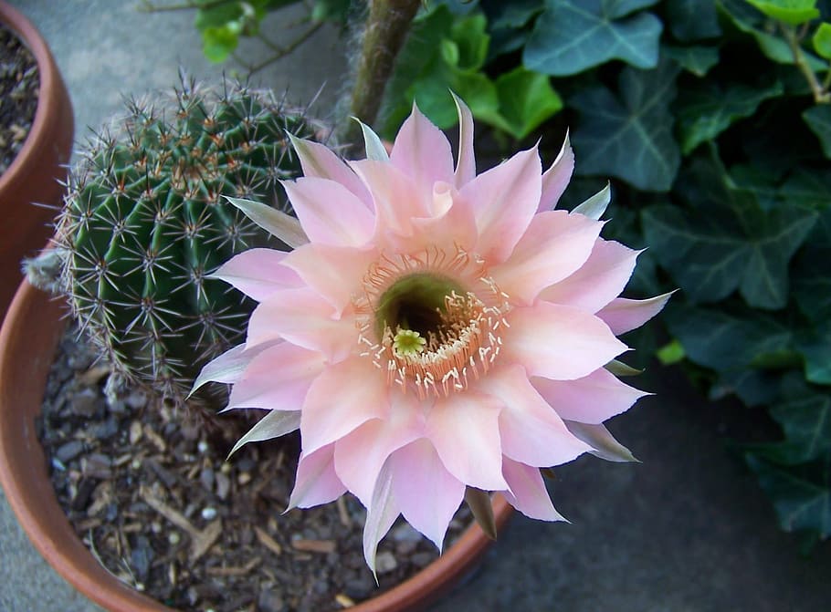 closeup, pink, cactus flower, cactus, blossom, plant, bloom, succulent, cacti, flower