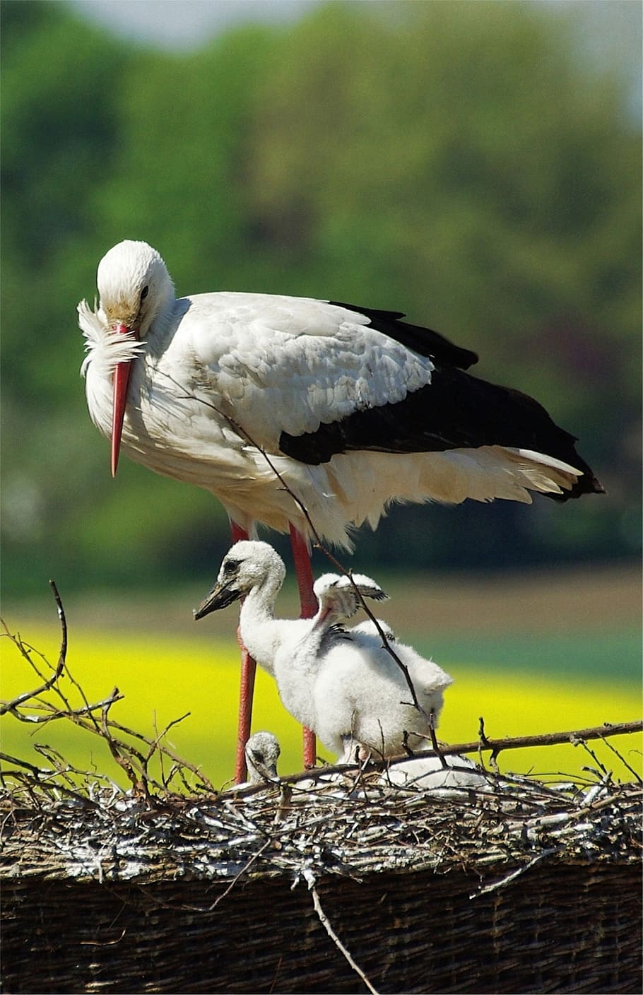 stork, young stork, storchennest, bird, vertebrate, animal themes, animal, animals in the wild, animal wildlife, group of animals