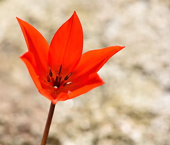 Fotos estrella de tulipán rojo libres de regalías | Pxfuel