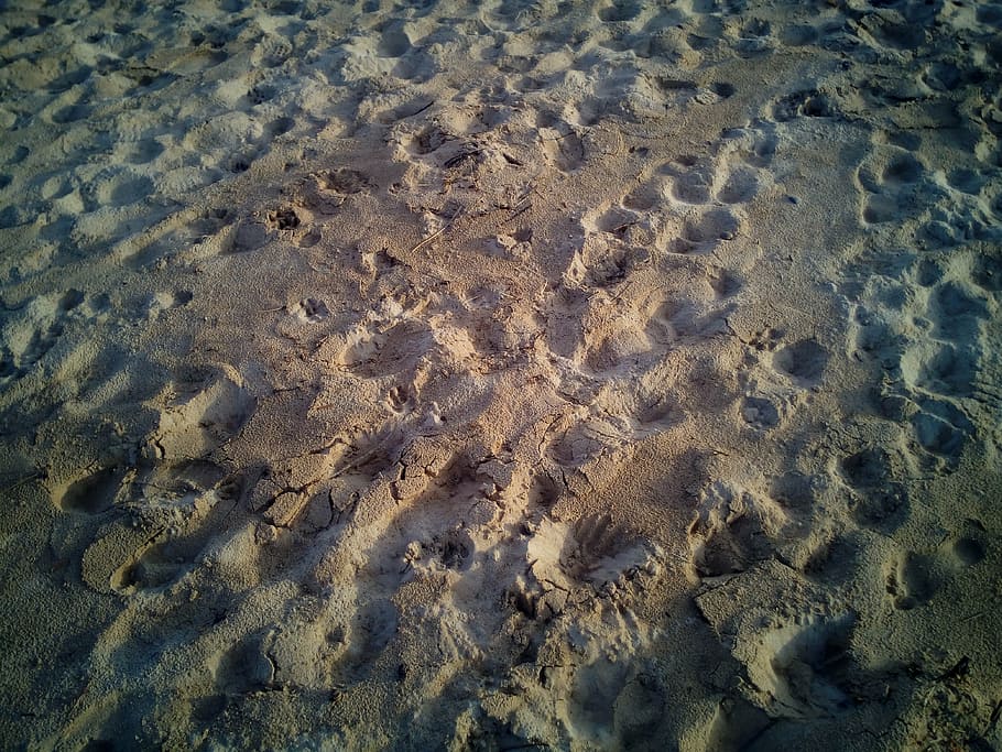 sand, beach, treads, footprints, barefoot, feet, texture, sea, beach sand, edge of the sea
