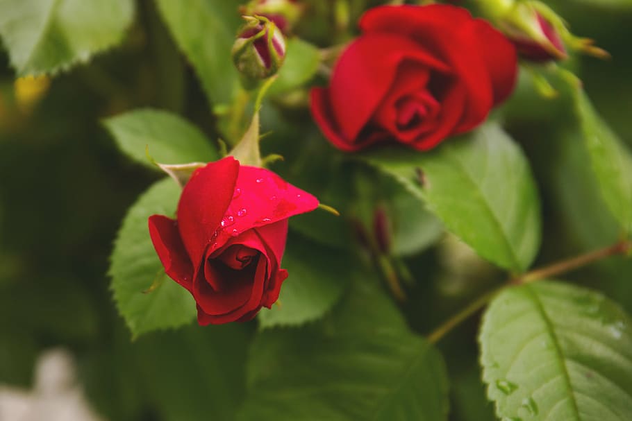 macro shot photography, red, flower, green, leaves, roses, close, flowers, nature, blossoms