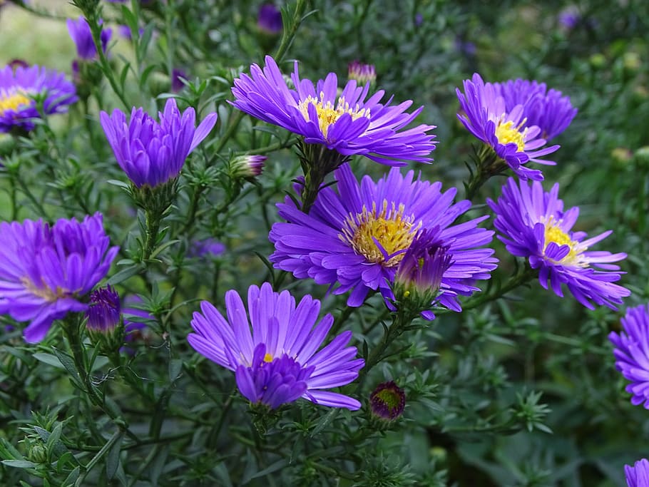 aster, herbstaster, purple, late summer, autumn, close, autumn-flowers, colorful, sweet, flowering plant