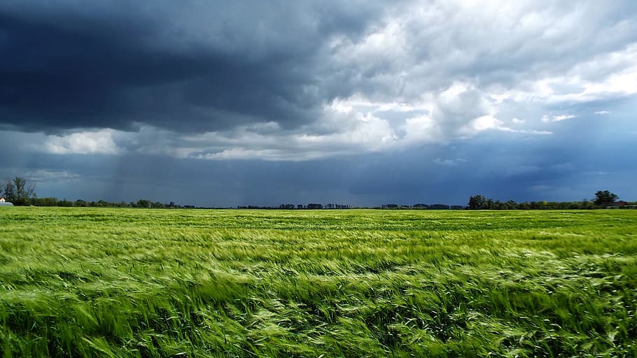 小麦, 雲, 麦畑, 平野, 嵐, 風景, 自然, 雲-空, 空, 雲景