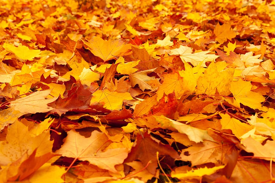 bidang, coklat, daun, maple, musim gugur, latar belakang, warna, gugur, dedaunan, emas