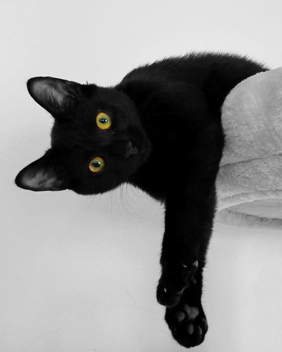 negro, mentira, gris, almohadilla, foto, gato bombay, gato negro, ojos de gato, descanso, gato doméstico