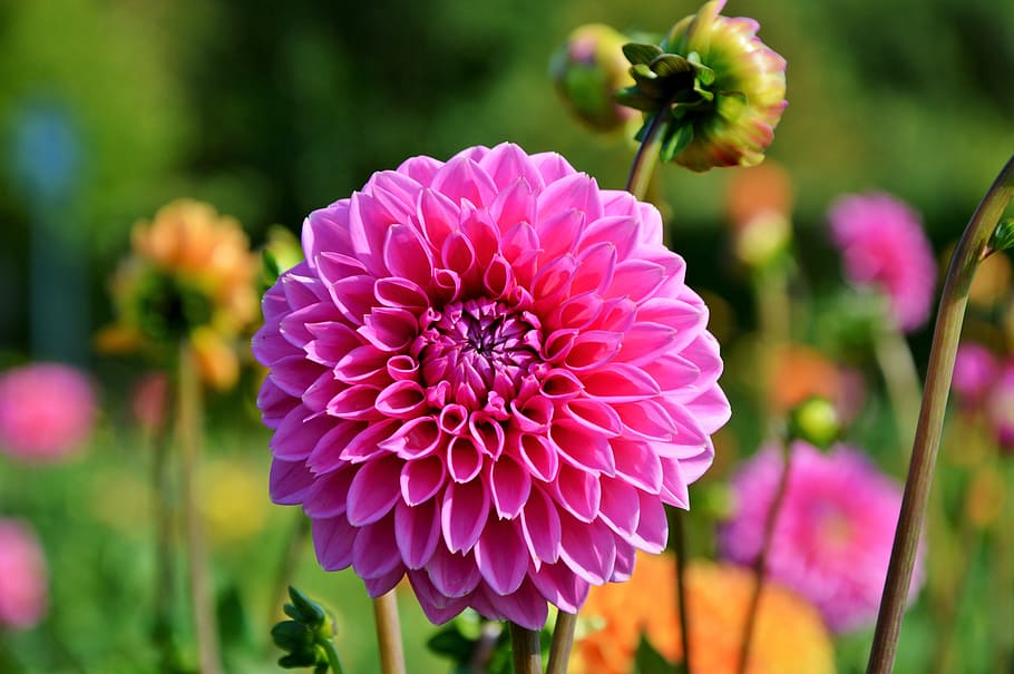 pink, petaled flowers, selective, focus photo, dahlia, dahlia flower, flower, dahlia garden, garden plant, blossom