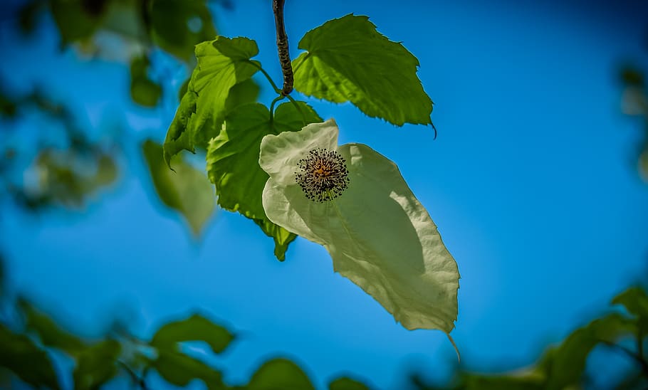 handkerchief tree, blossom, bloom, plant, nature, white, tree, leaf, close up, growth