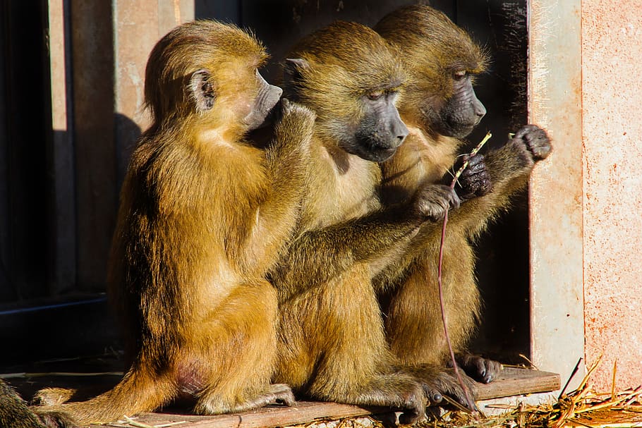 Banco de imagens : animais selvagens, mamífero, fauna, Primata, chimpanzé,  nariz, vertebrado, Macaco velho mundo, Grande macaco, Chimpanzé comum, Novo  mundo macaco 4683x3233 - - 1238636 - Imagens Gratuitas - PxHere