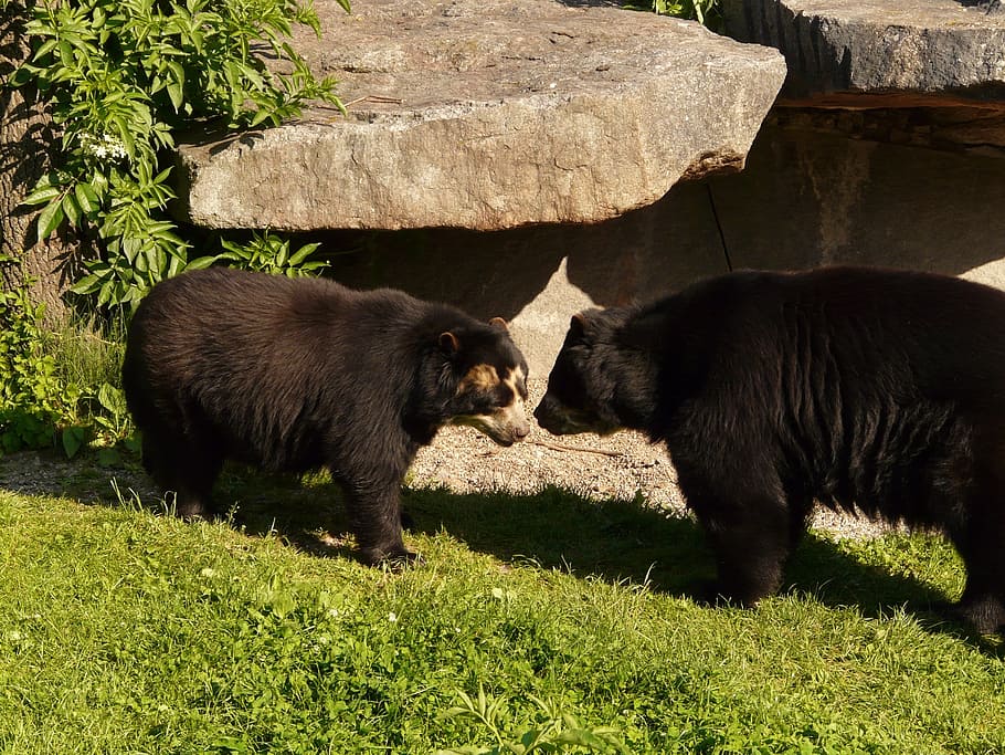 spectacled bear, andean bear, bear, predator, short snout bear, animal, creature, zoo, family, tremarctos ornatus