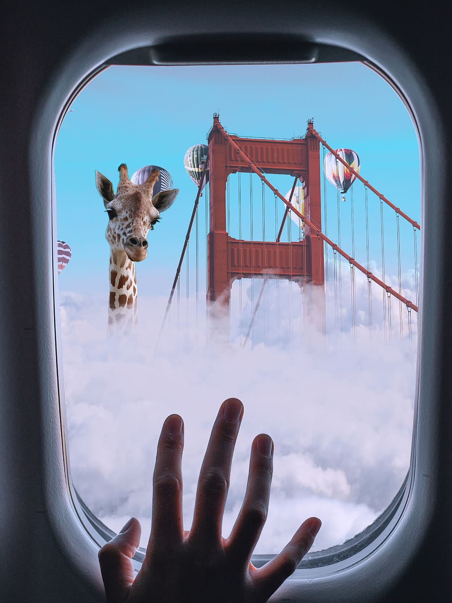 avión, ventana, jirafa, viajar, vuelo, Moscú, Rusia, viaje, cielo, piloto