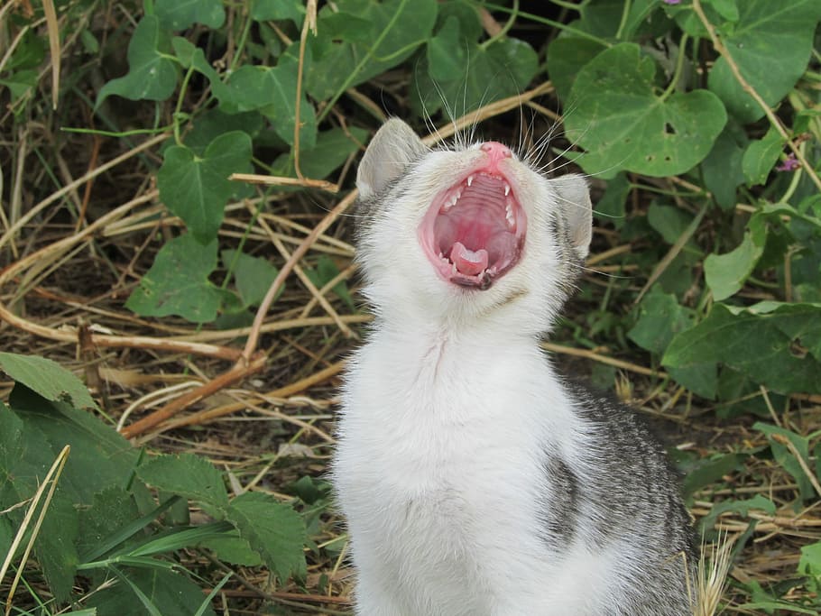 子猫 あくび ブッシュ 動物のテーマ 一匹 口を開けた 飼い猫 ペット 哺乳類 家畜 Pxfuel