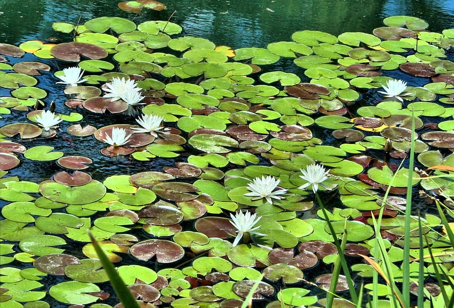 white water lilies, pond, floating, garden flowers, pond plant, aquatic, leaves, exotic, botanical, wild