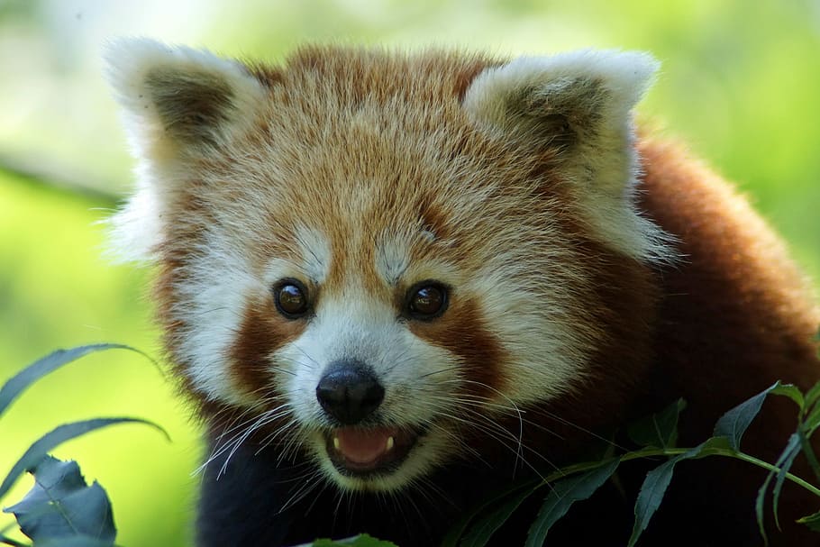 red panda, panda, close, asia, bear, little bear, looking at camera, one animal, animals in the wild, portrait