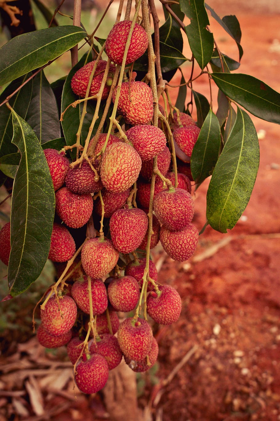 lychee, results, fruit, food, exotic, eat, healthy, delicious, sweet, the tropics