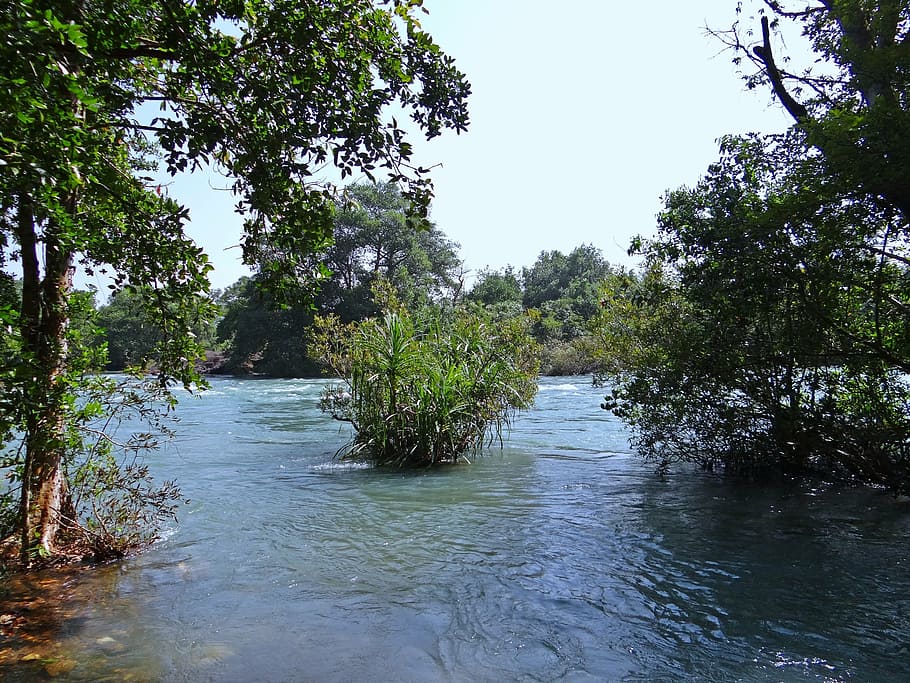 river, kali, water, flow, scenery, western ghats, dandeli, india, nature, tree