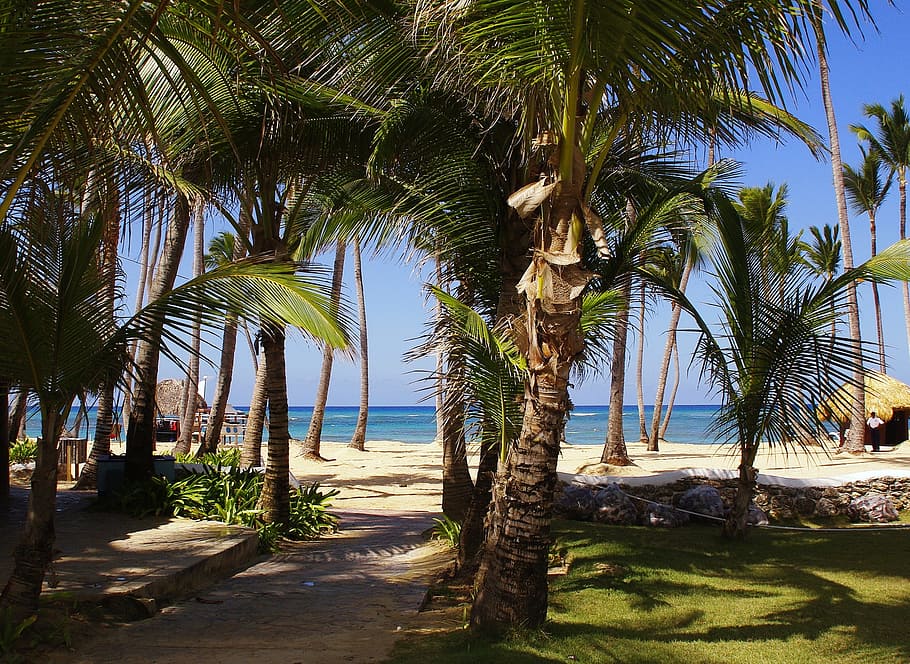 Punta Cana, Bavaro, Praia, República Dominicana, férias, palmeiras, sol, mar, costa, ociosidade