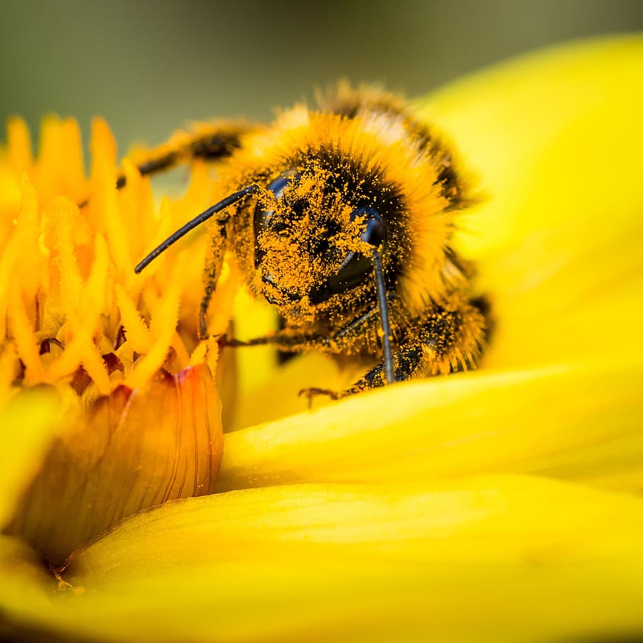 selective, focus photography, honeybee, yellow, petaled flower, bee, pollen, bumblebee, collecting, flower