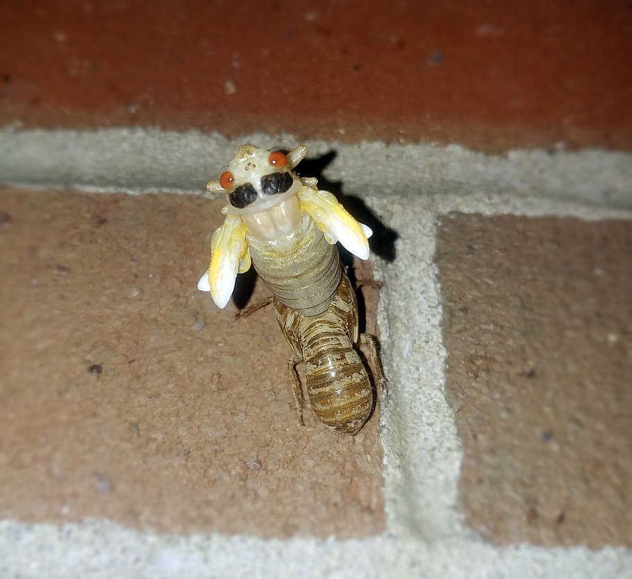 cicada, periodical cicadas, insect, 17 year cicada, nymph, molting, emerging, exoskeleton, shell, magicicada