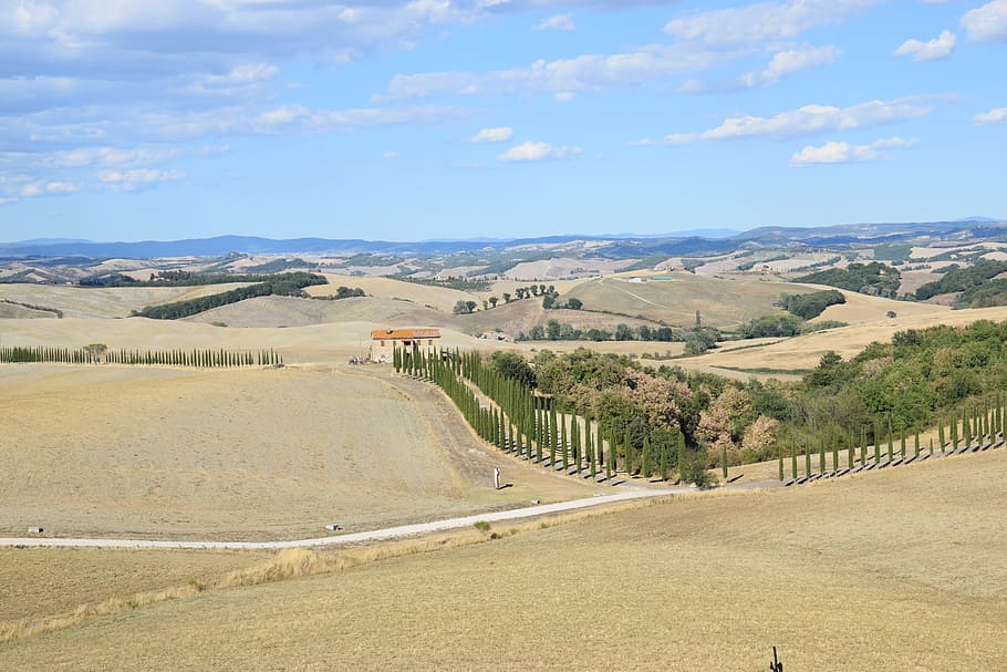 siena, cypress trees, viale, tuscany, italy, landscape, environment, sky, beauty in nature, tranquil scene