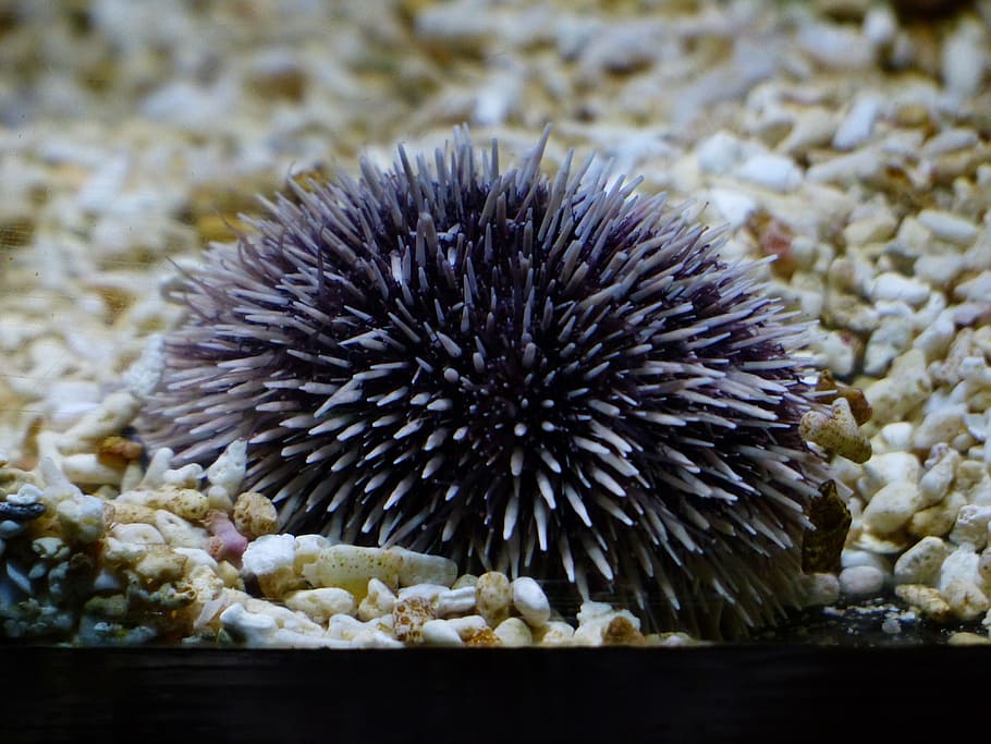 sea urchins, purple, sea urchin, Purple Sea Urchin, sphaerechinus granularis, echinoidea, echinoderms, wirbellos, animal, animal themes