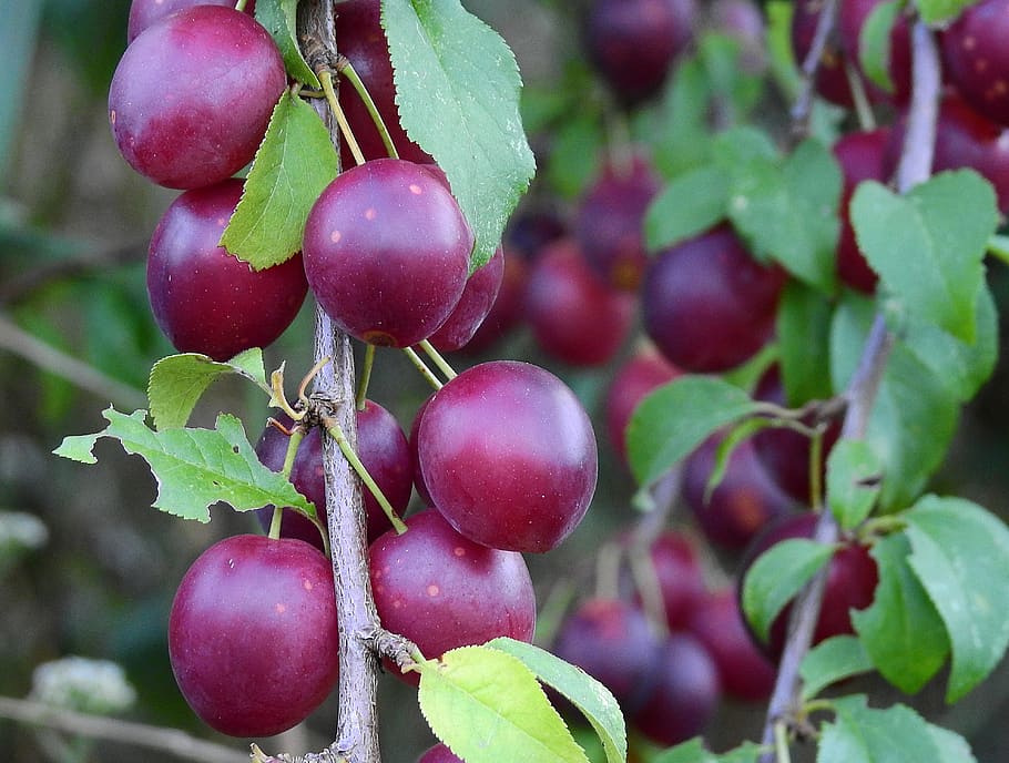 plum, fruit, vitamins, food, healthy eating, food and drink, growth, freshness, leaf, plant part