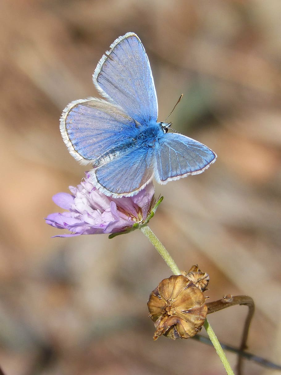 butterfly, polyommatus icarus, blue butterfly, libar, wild flower, blaveta commune, insect, nature, animal, animal Wing