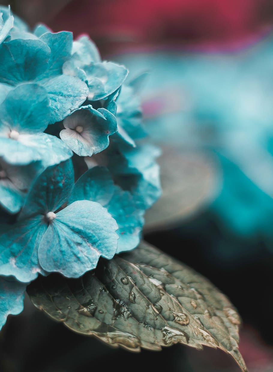 close-up photography, blue, petal flower, nature, plants, leaves, flowers, teal, petals, plant