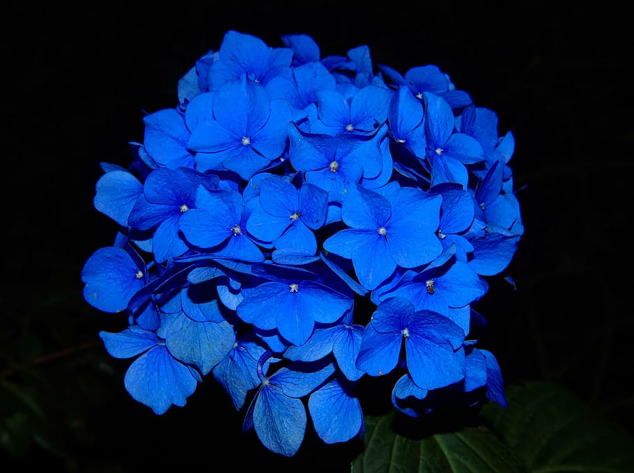 foto de hortênsias azuis, hortênsia, flor, planta de jardim, azul, bela, vivo, farbenpracht, fechar, natureza