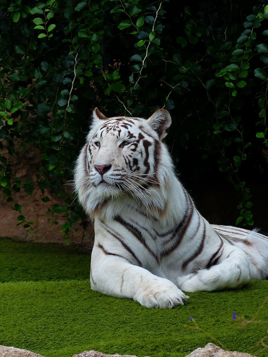 white bengal tiger, tiger, predator, cat, dangerous, wildcat, big cat, king tiger, panthera tigris tigris, bengal tiger