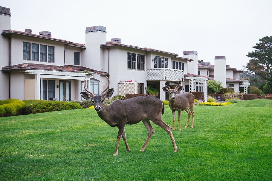 two, brown, deer, green, sod lawn, white, concrete, houses, animal, grass