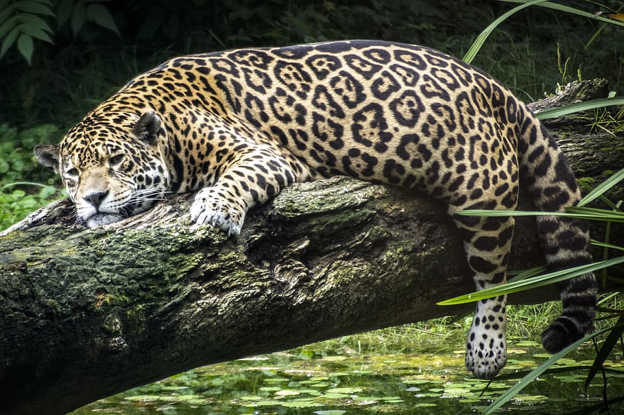 panther, animal, leopard, wild, cat, predator, zoo, feline, big cat, animals in the wild