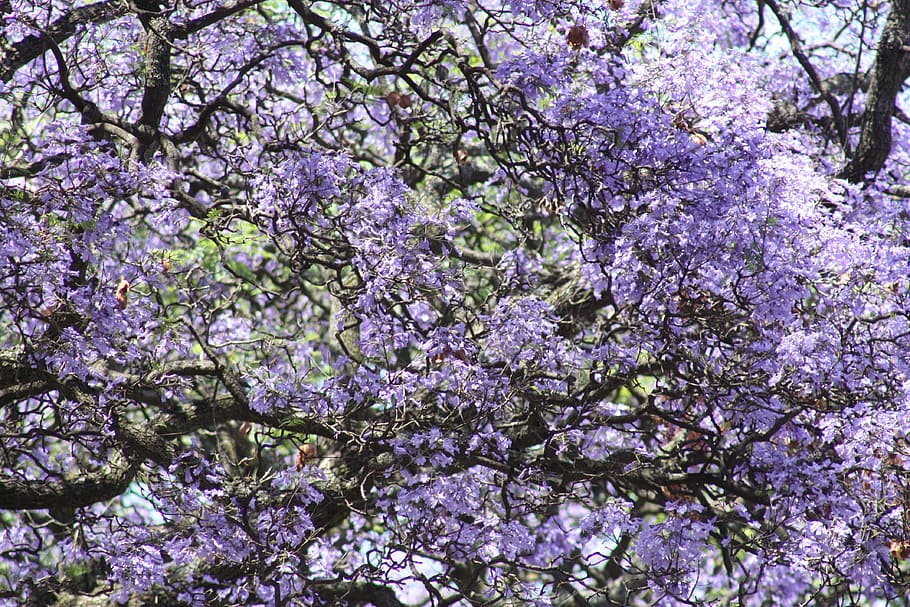 jacarandá, árboles, naturaleza, planta, cielo, planta floreciendo, flor, fragilidad, crecimiento, vulnerabilidad